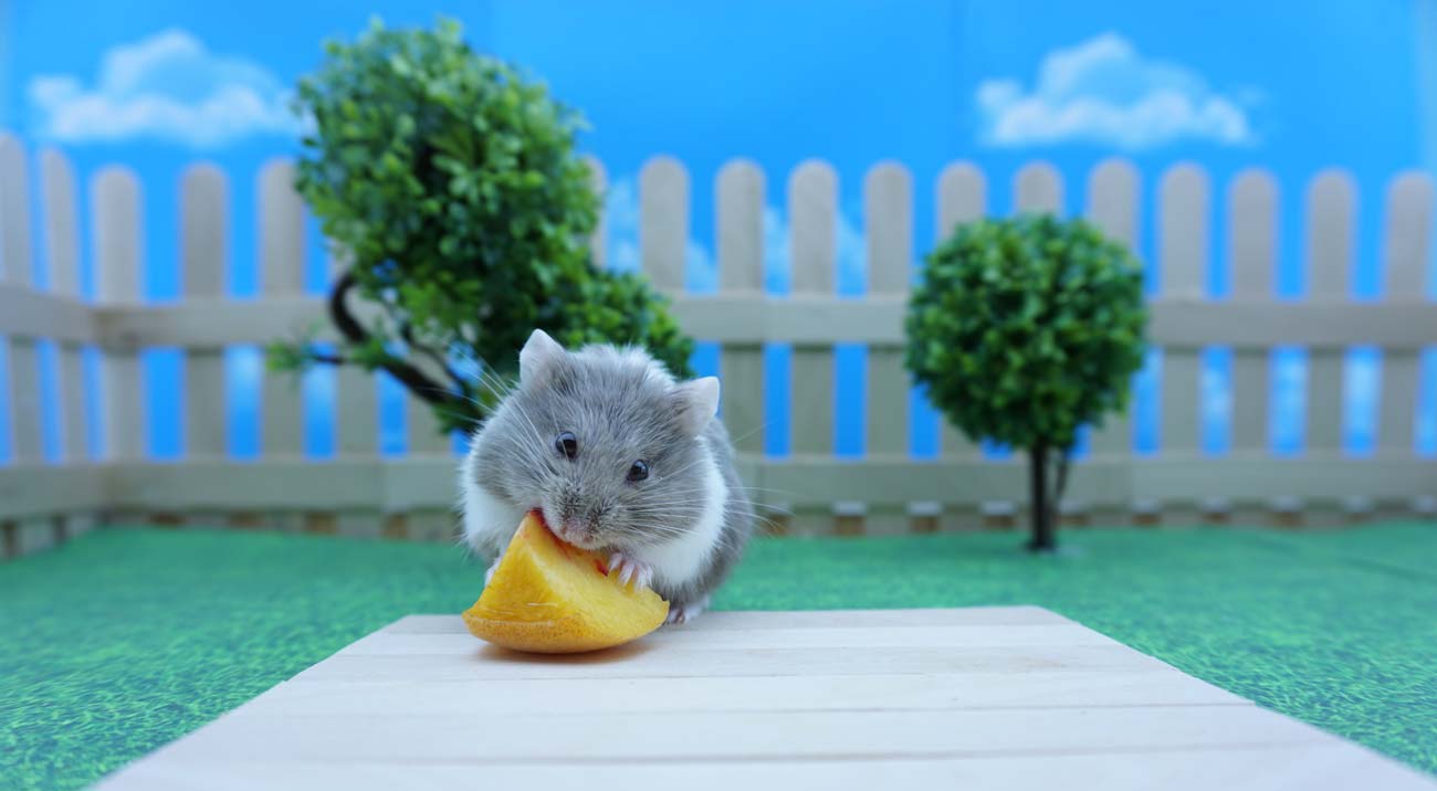 Can Hamsters Eat Peaches? [Risks 