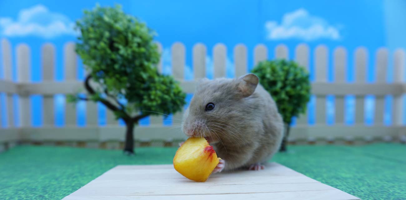 can hamsters eat peaches